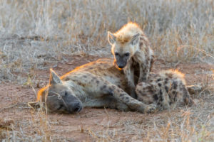 Spotted Hyena (Crocuta crocuta), an adult female and two cubs resting, Mpumalanga, South Africa Spotted Hyena (Crocuta crocuta), an adult female and two cubs resting, Mpumalanga, South Africa